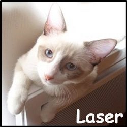 Laser