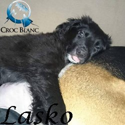 Lasko
