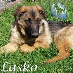 Lasko