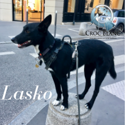 Lasko 4