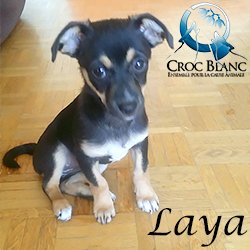 Laya