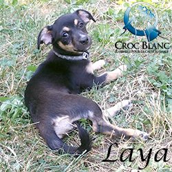 Laya