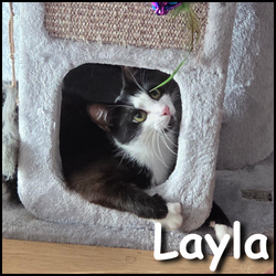Layla2