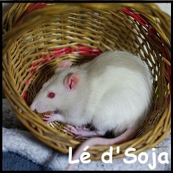 Lé d'Soja