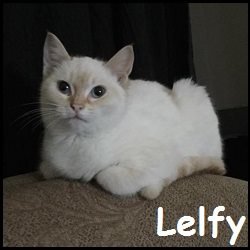 Lelfy