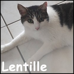 Lentille