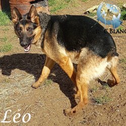 Léo