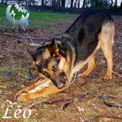 Léo