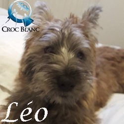 Léo