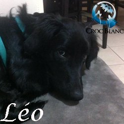 Léo