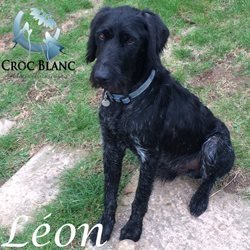 Léon