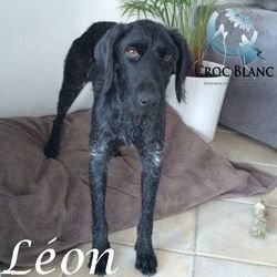 Léon