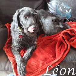 Léon