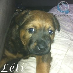 Léti