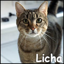 Licha 2