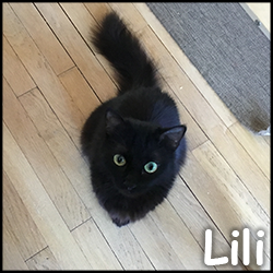 Lili1