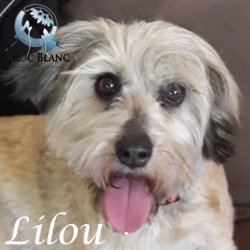 Lilou