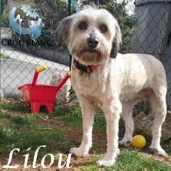 Lilou