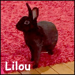 Lilou 2