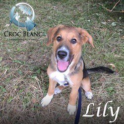 Lily