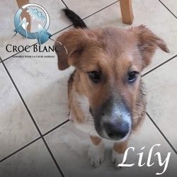 Lily 2