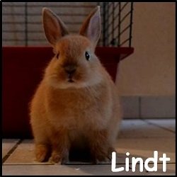 Lindt