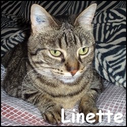 Linette