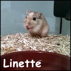 Linette