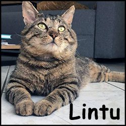 Lintu