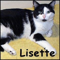 Lisette