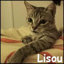 Lisou