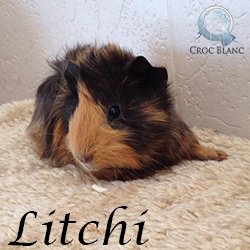 Litchi