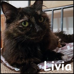 Livia