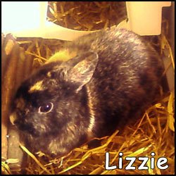 Lizzie