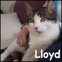 Lloyd