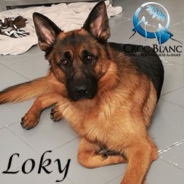 Loky