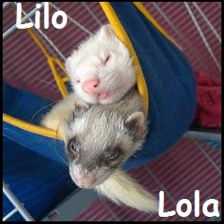 lola lilo