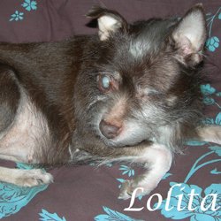 Lolita