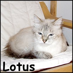 Lotus