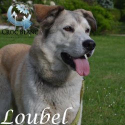Loubel