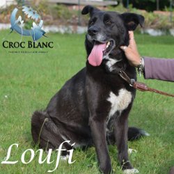 Loufi