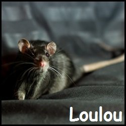 Loulou