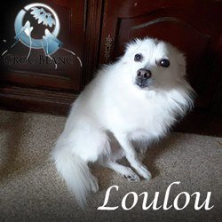 Loulou