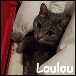 Loulou