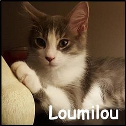 Loumilou