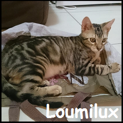 Loumilux