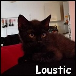 Loustic