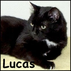 Lucas