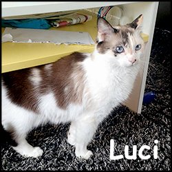 Luci