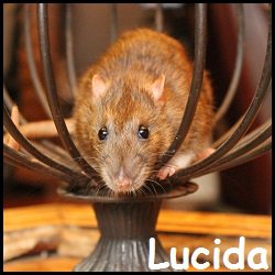 Lucida